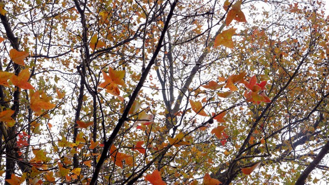 Hải Dương: Về ch&ugrave;a Thanh Mai ngắm rừng phong l&aacute; đỏ