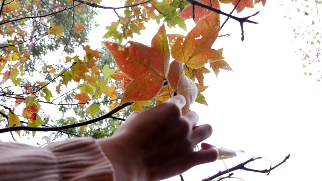 Sắc v&agrave;ng, đỏ tạo một sắc m&agrave;u đặc biệt v&agrave; nổi bật của lo&agrave;i c&acirc;y n&agrave;y giữa n&uacute;i rừng...