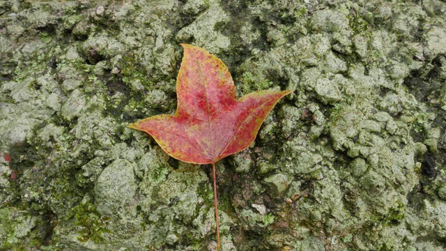 Hải Dương: Về ch&ugrave;a Thanh Mai ngắm rừng phong l&aacute; đỏ