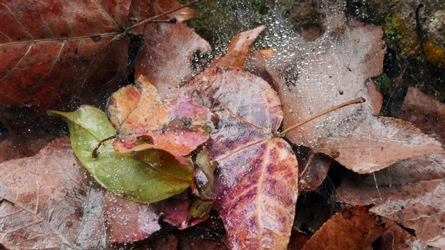 Hải Dương: Về ch&ugrave;a Thanh Mai ngắm rừng phong l&aacute; đỏ