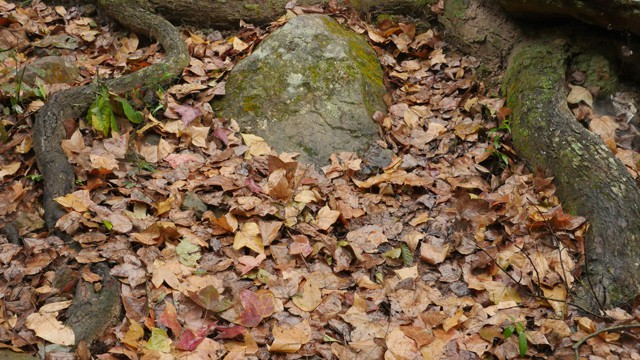 L&aacute; phong rụng th&agrave;nh thảm, c&agrave;ng t&ocirc;n th&ecirc;m vẻ thơ mộng của n&uacute;i rừng...