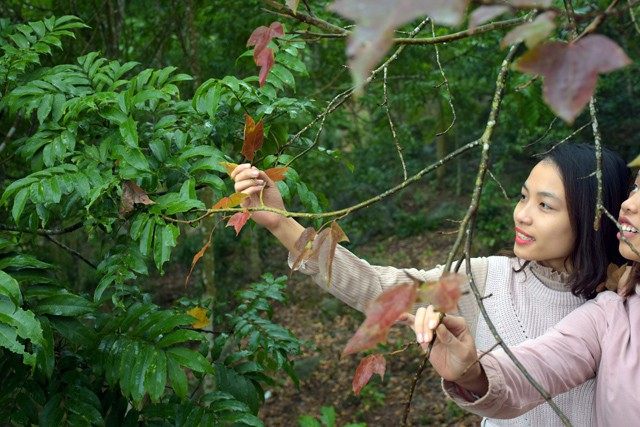Hải Dương: Về ch&ugrave;a Thanh Mai ngắm rừng phong l&aacute; đỏ