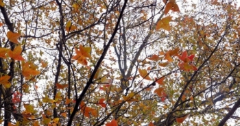 Hải Dương: Về chùa Thanh Mai ngắm rừng phong lá đỏ