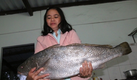 Bắt được cá lạ nghi cá sủ vàng quý hiếm dài gần 1m