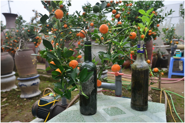Những năm gần đ&acirc;y tr&agrave;o lưu trồng quất trong b&igrave;nh, lọ gốm sứ đang l&agrave; xu hướng tại c&aacute;c vườn quất cảnh. Nhưng c&oacute; lẽ &iacute;t nh&agrave; vườn chọn trồng quất trong c&aacute;c chai thủy tinh.