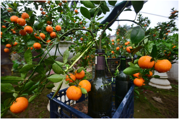 Chai thủy tinh được d&ugrave;ng để trồng quất chủ yếu l&agrave; những vỏ chai rượu ngoại bỏ đi.