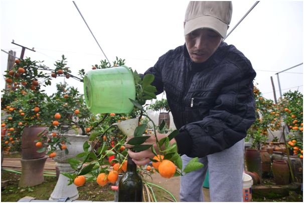 &nbsp;Anh Quang cho biết: kh&oacute; nhất l&agrave; c&ocirc;ng đoạn đưa c&acirc;y quất con v&agrave;o b&ecirc;n trong chai. Việc trồng quất trong chai được bắt đầu từ đầu năm. C&acirc;y được chọn l&agrave; những c&acirc;y con, kh&ocirc;ng thể d&ugrave;ng c&acirc;y đ&atilde; ph&aacute;t triển hay c&agrave;nh cắt gh&eacute;p v&igrave; thể t&iacute;ch v&agrave; lượng đất trong chai rất &iacute;t.