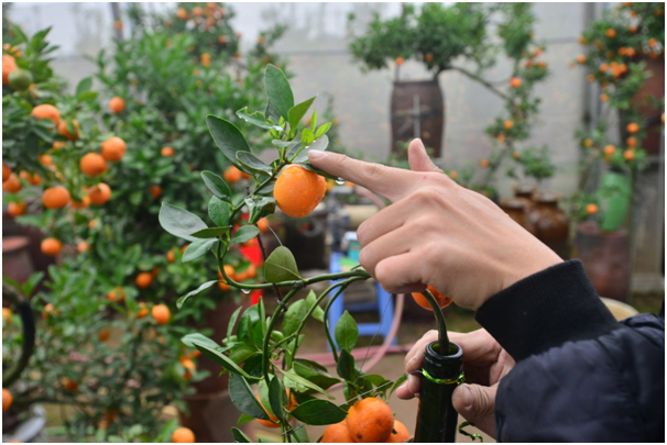 Việc trồng, chăm s&oacute;c quất trong chai cũng đ&ograve;i hỏi nhiều kỹ thuật hơn so với trồng quất ở vườn.