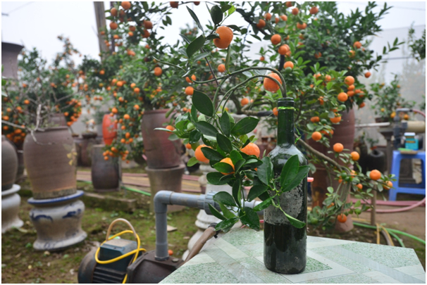 C&acirc;y chỉ c&oacute; một diện t&iacute;ch đất rất nhỏ, lại phải chứa cả bộ rễ c&acirc;y n&ecirc;n &nbsp;kh&ocirc;ng thể tưới qu&aacute; nhiều nước v&igrave; c&oacute; thể l&agrave;m c&acirc;y &uacute;ng nước.