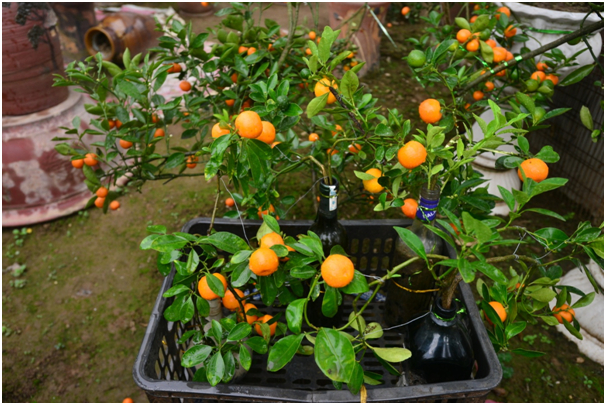 C&acirc;y&nbsp;quất cảnh&nbsp;trong chai thủy tinh được anh Quang b&aacute;n với gi&aacute; từ 200 ngh&igrave;n đến cả triệu đồng.