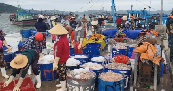 Nhức nhối nạn đánh bắt bằng lưới giã cào