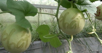 Độc đáo dưa lưới khắc chữ