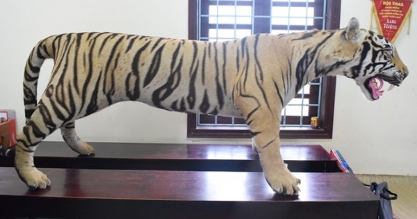 Huế: Bắt giữ vận chuyển da hổ trên xe khách