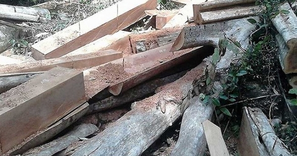 13 vụ án phá rừng Sông Lũy phải tạm đình chỉ