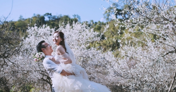 Mộc Châu: Ngẩn ngơ trước đồi hoa mận nở