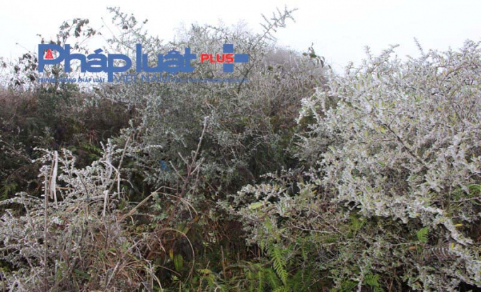 Băng gi&aacute; phủ k&iacute;n một m&agrave;u trắng tr&ecirc;n c&aacute;c t&aacute;n c&acirc;y.