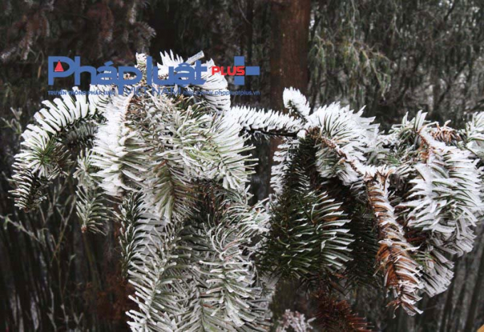 L&aacute; c&acirc;y Sa Mộc cũng chuyển th&agrave;nh m&agrave;u trắng.