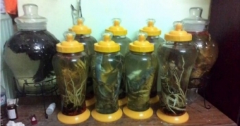 "Loạn rượu ngâm", người tiêu dùng cần cảnh giác