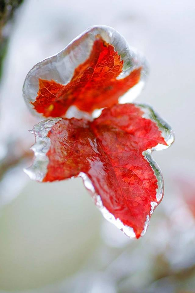 Những chiếc l&aacute; phong đỏ bị đ&oacute;ng băng.&nbsp;Ảnh: L&ecirc; Văn Thịnh