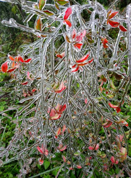 C&acirc;y cỏ, c&agrave;nh c&acirc;y đều phủ k&iacute;n băng gi&aacute;.&nbsp;Ảnh: L&ecirc; Văn Thịnh