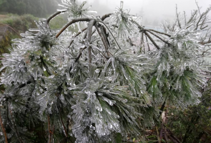 Dự b&aacute;o thời tiết r&eacute;t đậm, r&eacute;t hại sẽ c&ograve;n k&eacute;o d&agrave;i ở T&acirc;y Bắc Bộ đến ng&agrave;y 3-4/1/2019, c&ugrave;ng với đ&oacute; hiện tượng băng tuyết vẫn c&ograve;n k&eacute;o d&agrave;i.&nbsp;Ảnh: L&ecirc; Văn Thịnh