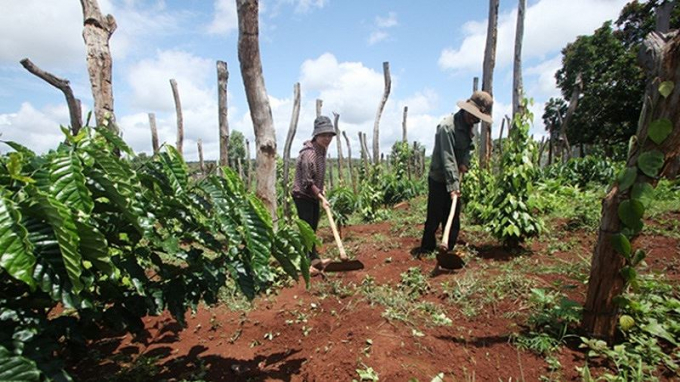 Từ vốn vay 30 triệu đồng của NHCSXH, gia đ&igrave;nh anh chị Si&ecirc;u My (th&ocirc;n Cư P&ecirc;R, x&atilde; Ia Hla, huyện Chư Pưh, Gia Lai) cải tạo th&agrave;nh c&ocirc;ng 4.000m2 đất trồng c&agrave; ph&ecirc; v&agrave; hồ ti&ecirc;u.