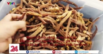 Dược liệu dùng chữa bệnh nhưng thực chất chỉ là rác thuốc