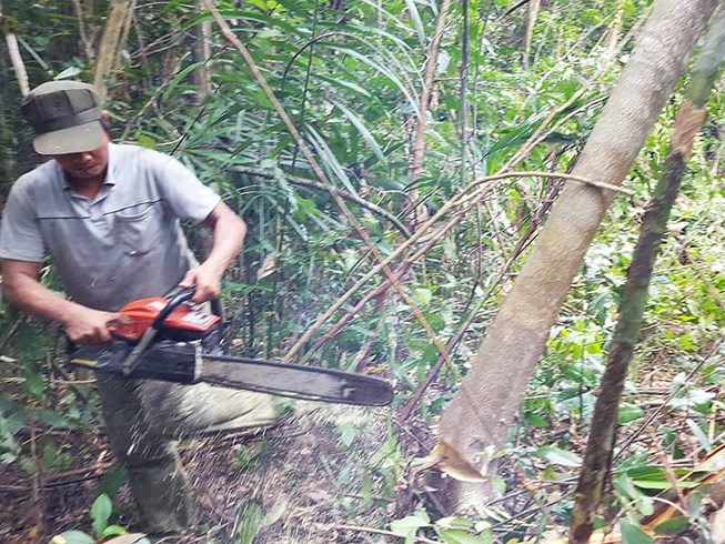 UBND tỉnh Ph&uacute; Y&ecirc;n cho ph&aacute; 377 ha rừng để thực hiện dự &aacute;n nu&ocirc;i b&ograve;. Ảnh: TẤN LỘC