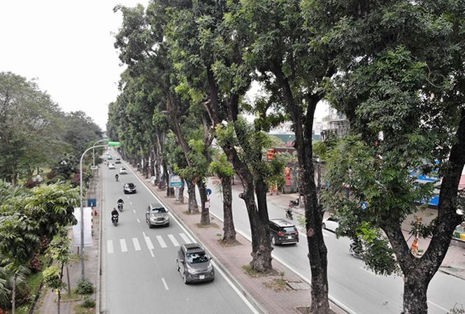 H&agrave;ng c&acirc;y x&agrave; cừ được giữ nguy&ecirc;n kh&ocirc;ng thuộc phần mở rộng đường L&aacute;ng. ảnh: Mạnh Thắng