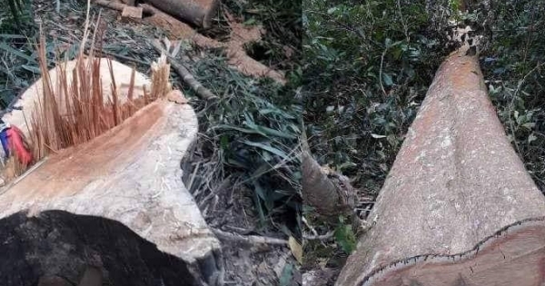 Phát hiện hàng chục m3 khối gỗ bị “lâm tặc” cưa hạ