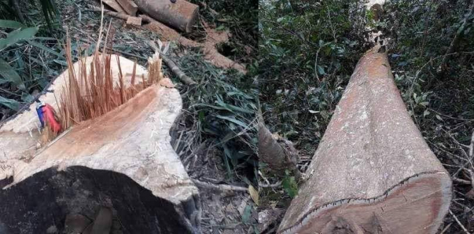 Hiện trường vụ ph&aacute; rừng.