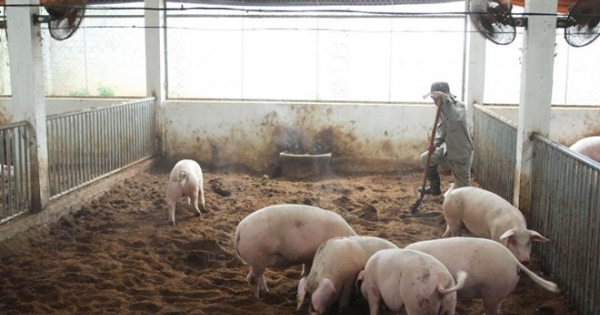 Điện Biên: Xuất hiện gia súc bị lở mồm long móng