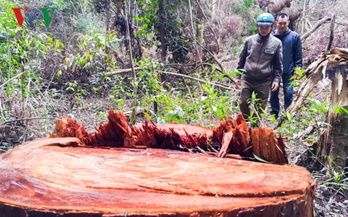 Một c&acirc;y Chua Kh&eacute;t đường k&iacute;nh khoảng 60cm bị nh&acirc;n vi&ecirc;n C&ocirc;ng ty L&acirc;m nghiệp Đăk Roong thu&ecirc; người cưa hạ xuống đường tuần tra bảo vệ rừng..