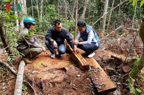 C&acirc;y gỗ Hồng T&ugrave;ng (nh&oacute;m ) đường k&iacute;nh hơn 1m,&nbsp; một trong số 5 c&acirc;y gỗ gi&aacute; trị đ&atilde; bị l&acirc;m tặc cưa hạ, xẻ gỗ v&agrave; vận chuyển ra khỏi rừng..