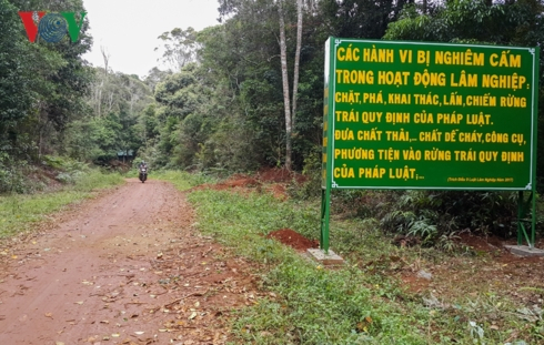 Mặc d&ugrave; l&agrave;m c&ocirc;ng t&aacute;c bảo vệ rừng nhưng c&aacute;c nh&acirc;n vi&ecirc;n C&ocirc;ng ty L&acirc;m nghiệp Đăk Roong đ&atilde; thiếu hiểu biết về ph&aacute;p luật trong lĩnh vực bảo vệ rừng.