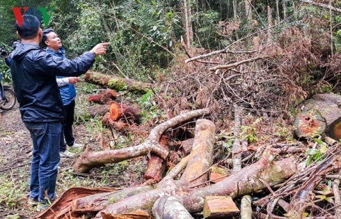 Kiểm lâm thuê người cưa cây để bảo vệ rừng: Vì đâu nên nỗi?