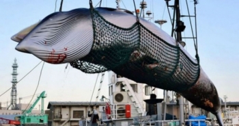 Hạ màn kịch vụng 5000 tấn cá “nghiên cứu khoa học”/năm