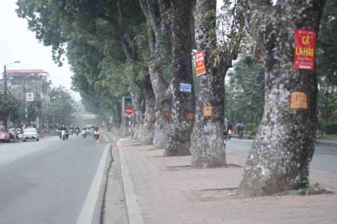 Nhiều c&acirc;y xanh tr&ecirc;n đường L&aacute;ng sẽ bị đ&aacute;nh chuyển, chặt hạ phục vụ dự &aacute;n x&eacute;n h&egrave;. Ảnh MT