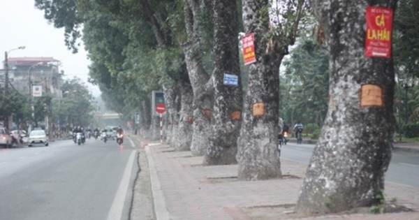 Gần 500 cây xanh dự án xén hè đường Láng sẽ được dịch chuyển về đâu?