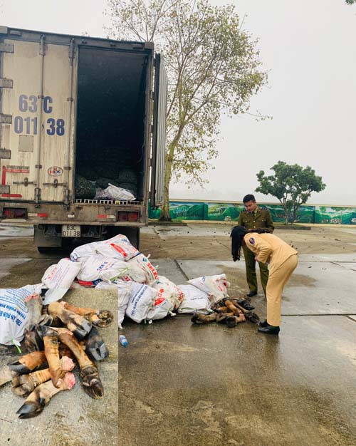 Tổ c&ocirc;ng t&aacute;c CSGT b&agrave;n giao số ch&acirc;n tr&acirc;u, b&ograve; cho lực lượng QLTT.