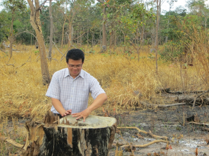 Nhiều c&acirc;y gỗ lớn bị chặt hạ tại l&acirc;m phần quản l&yacute; của C&ocirc;ng ty l&acirc;m nghiệp Ea H&rsquo;Mơ.
