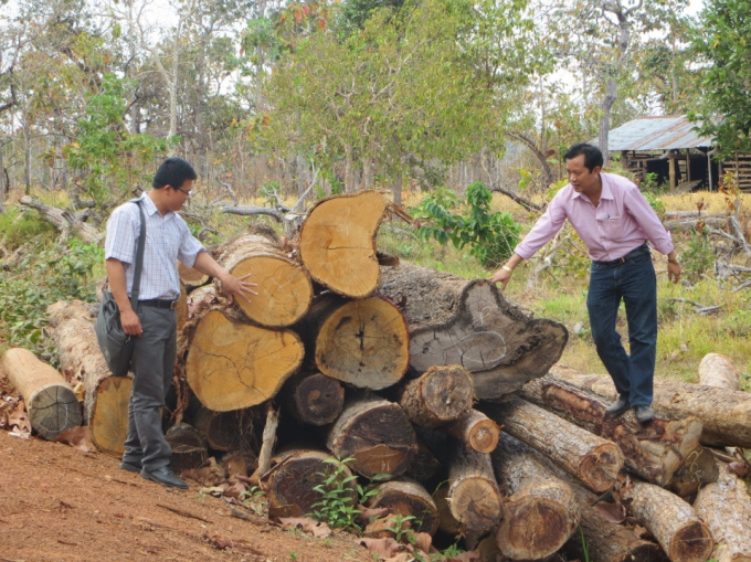 Nhiều c&acirc;y gỗ lớn bị chặt hạ tại l&acirc;m phần quản l&yacute; của C&ocirc;ng ty l&acirc;m nghiệp Ea H&rsquo;Mơ.
