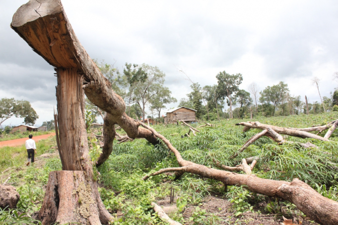 Rừng tự nhi&ecirc;n của C&ocirc;ng ty l&acirc;m nghiệp Cư M&rsquo;Lan bị chặt hạ để lấy đất sản xuất.