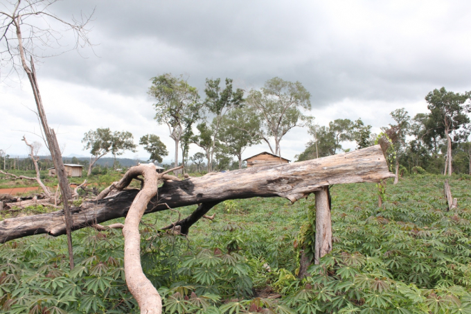 Rừng tự nhi&ecirc;n của C&ocirc;ng ty l&acirc;m nghiệp Cư M&rsquo;Lan bị chặt hạ để lấy đất sản xuất.