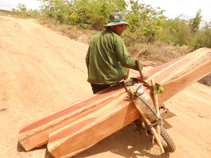 Gỗ tự nhi&ecirc;n được chặt hạ từ rừng của C&ocirc;ng ty l&acirc;m nghiệp Ya Lốp - Đắk Lắk.