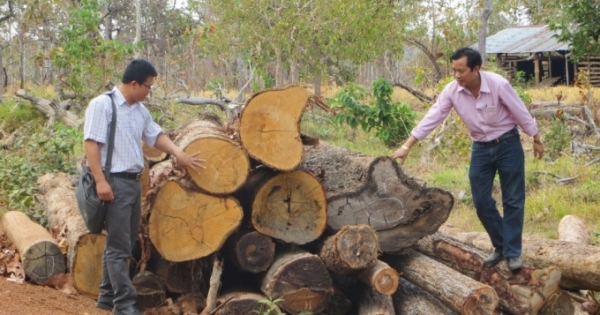 Kỳ 1 - Mất hàng trăm nghìn ha rừng, ai chịu trách nhiệm: Mất rừng, mất hàng nghìn tỷ đồng