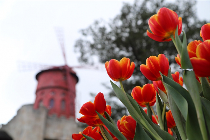 Lễ hội hoa Tulip Sun World Ba Na Hills.