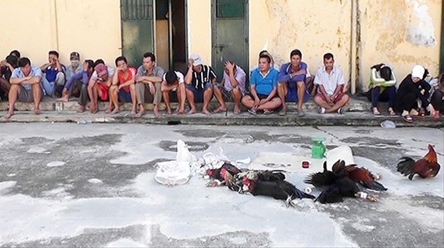 C&ocirc;ng an huyện Ph&uacute; T&acirc;n bắt quả tang vụ đ&aacute; g&agrave; ăn tiền v&agrave; lắc t&agrave;i xỉu do anh V&otilde; Uy Trường tổ chức trưa 05/01, tạm giữ 34 người.