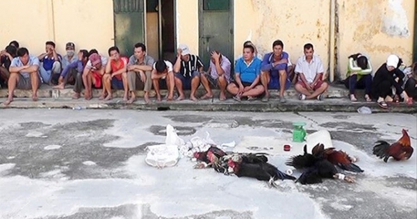 Con trai phó bí thư tỉnh ủy An Giang tổ chức đá gà, đánh bạc