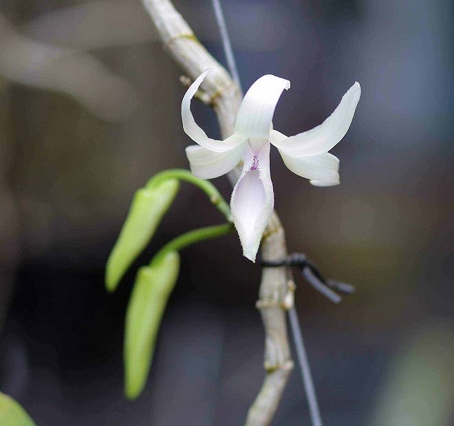 C&acirc;y lan gi&atilde; hạc của nghệ nh&acirc;n Cường Khu&ecirc; C&aacute;c b&aacute;n với gi&aacute; 1,1 tỷ đồng&nbsp;